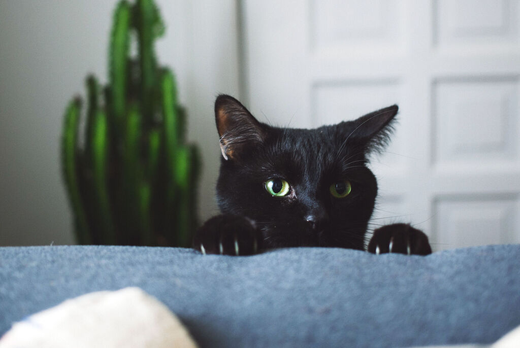 Gatta nera con occhi verdi che guarda curiosa sopra il divano.